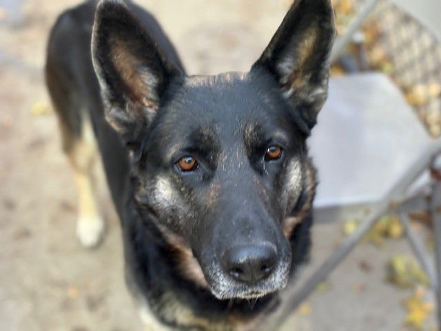 SHEBA - German Shepherd Dog available for adoption