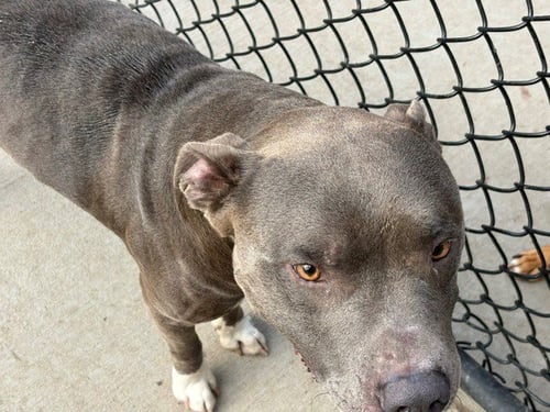 CHOOG - Pit Bull Terrier available for adoption