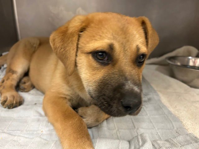 BASKIN - Great Pyrenees / Australian Cattle Dog/Blue Heeler available for adoption