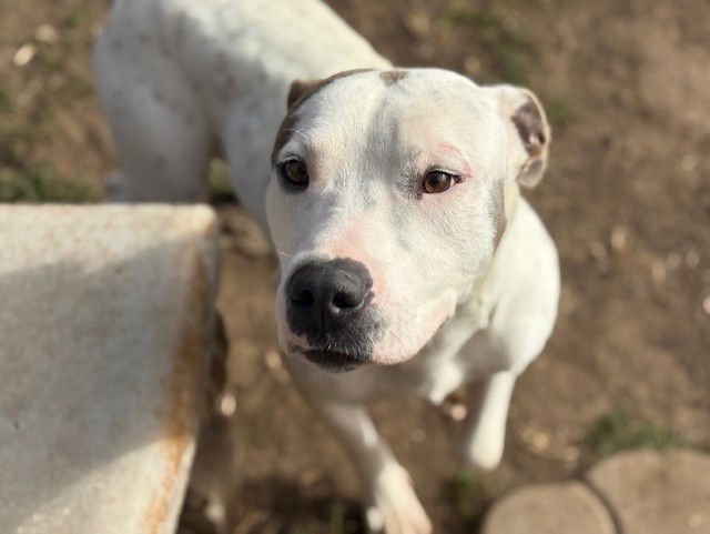 ROCKY - Pit Bull Terrier available for adoption