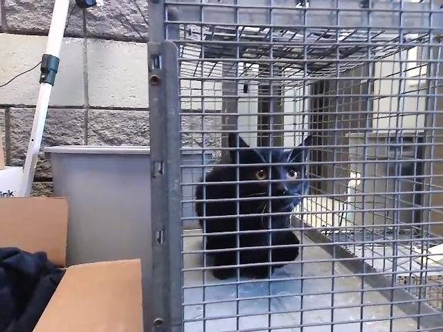 YORUICHI - Domestic Short Hair available for adoption