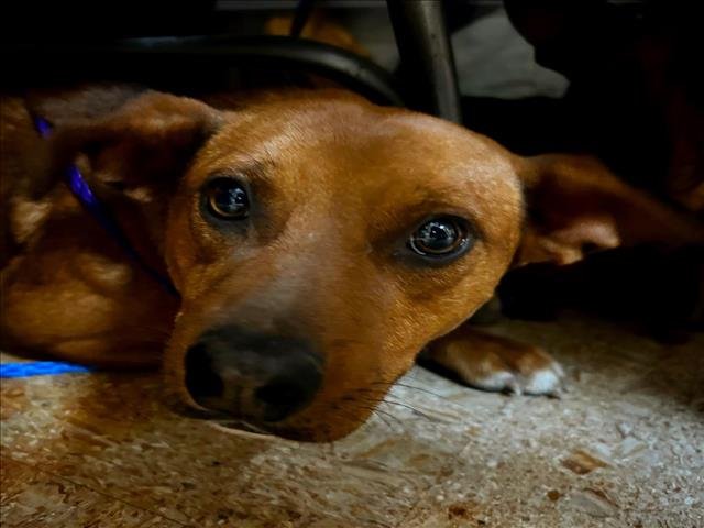 EMILY - Chihuahua / German Shepherd Dog available for adoption