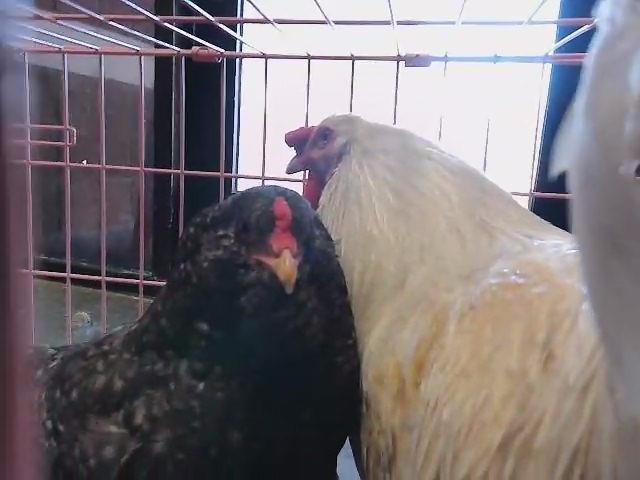 BOBO - Chicken available for adoption