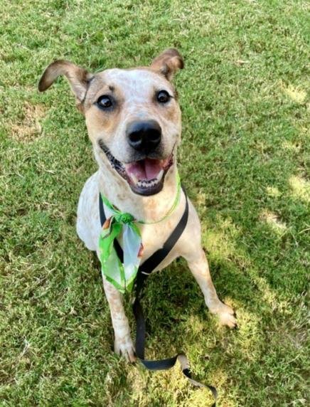 DRACO - Queensland Heeler available for adoption