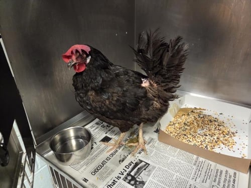 BECKA - Chicken available for adoption