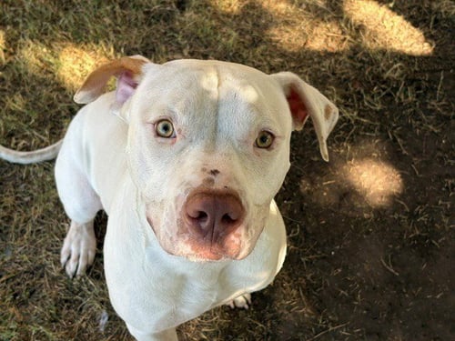 GUS THE BUS - Pit Bull Terrier available for adoption