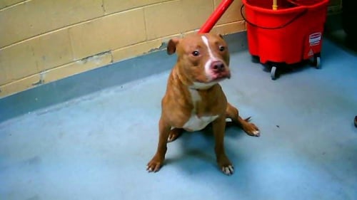 RED - Pit Bull Terrier available for adoption