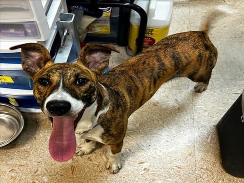 POPPY - Whippet available for adoption