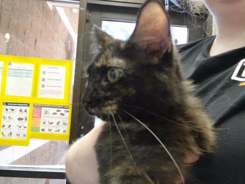 CROUTON - Domestic Medium Hair available for adoption