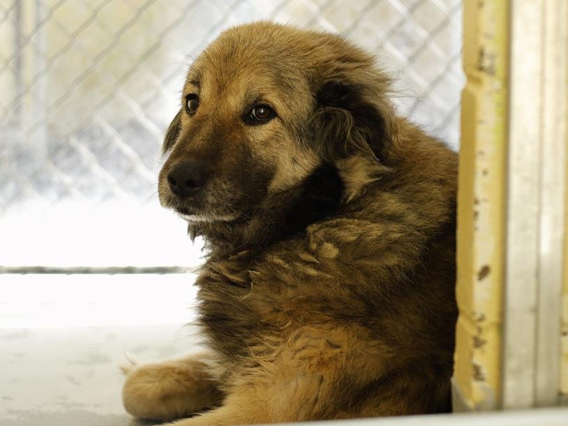 RUBY AKA COVAH - Great Pyrenees available for adoption