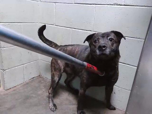 ROSIE - Pit Bull Terrier available for adoption