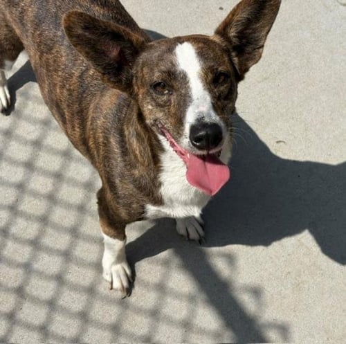 CORNDOG - Cardigan Welsh Corgi available for adoption