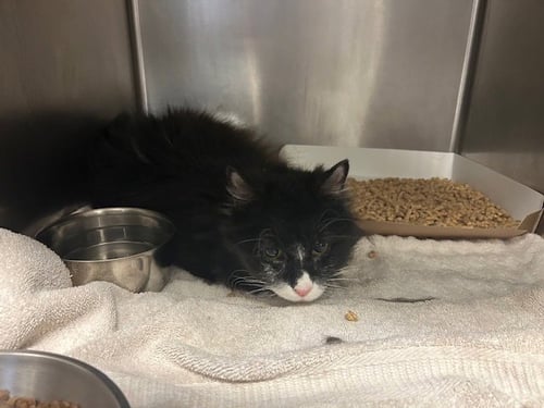 BUSTER - Domestic Long Hair available for adoption