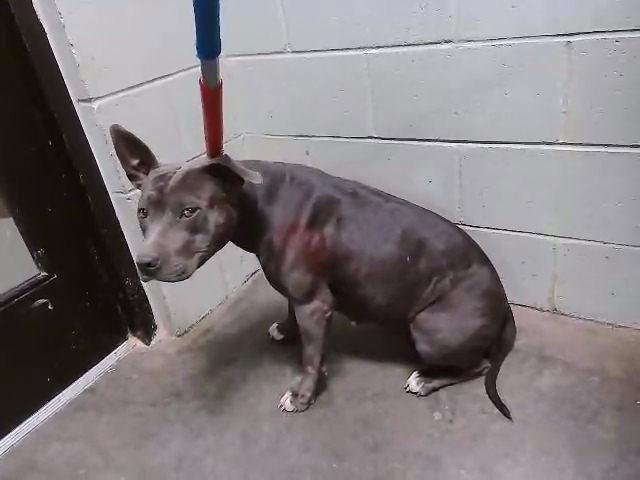 STELLA - Pit Bull Terrier available for adoption