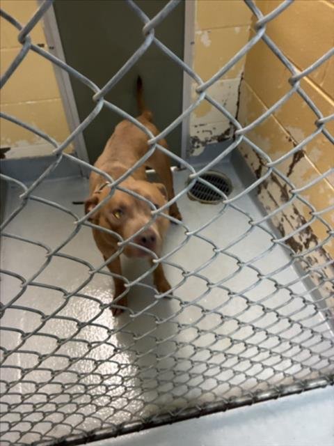 A185899 - Pit Bull Terrier available for adoption