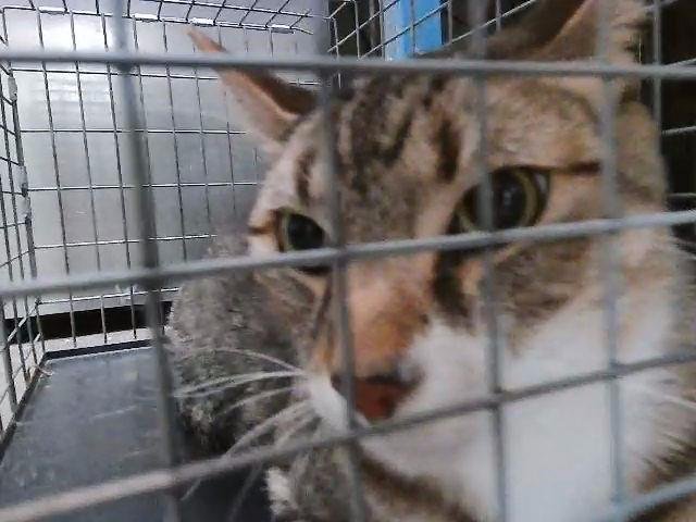 BIG BOY - Domestic Short Hair available for adoption