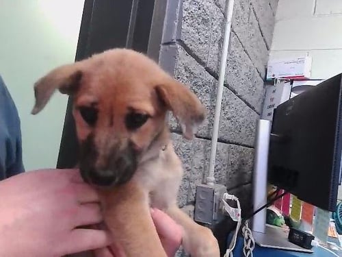 ARUGULA - German Shepherd Dog available for adoption