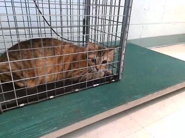 RINERA - Domestic Short Hair available for adoption