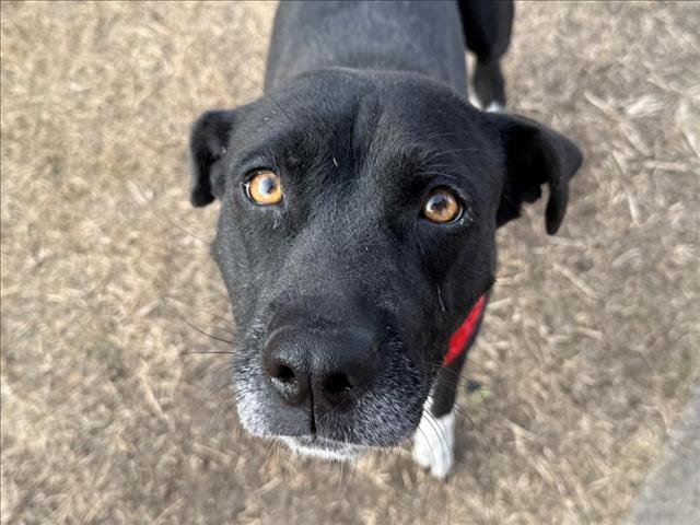 LOLA - Labrador Retriever / Pit Bull Terrier available for adoption