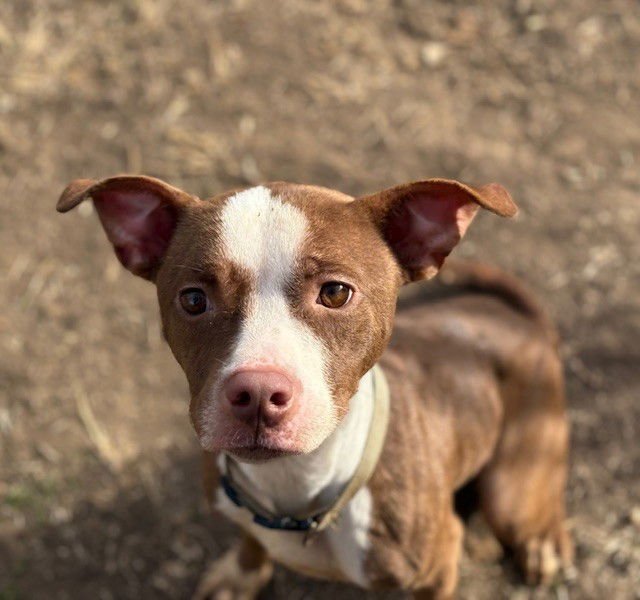 SASSY - Pit Bull Terrier available for adoption