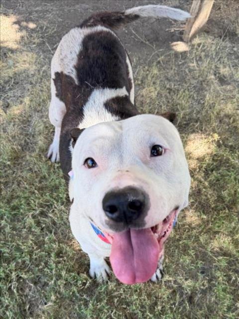 HAPPY - Pit Bull Terrier available for adoption