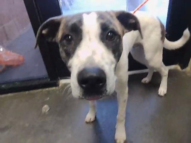 CHASTER - Plott Hound available for adoption