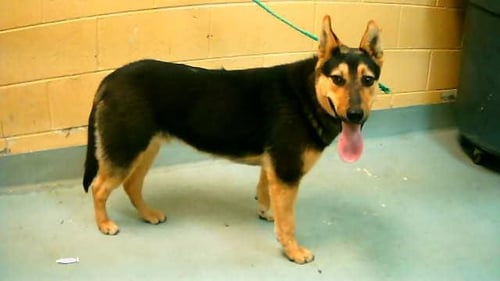 REINHARD - German Shepherd Dog / Husky available for adoption