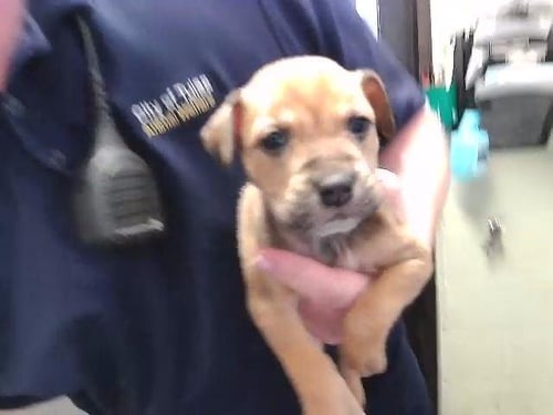 TULIP - Labrador Retriever available for adoption