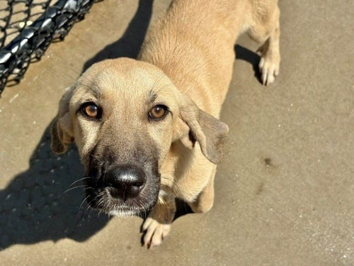 HOPE - German Shepherd Dog available for adoption