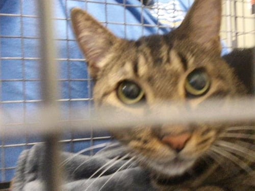WACHUMA - Domestic Short Hair for adoption in Tulsa