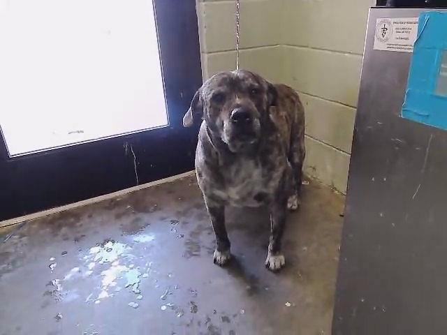 HANCHO - Pit Bull Terrier available for adoption