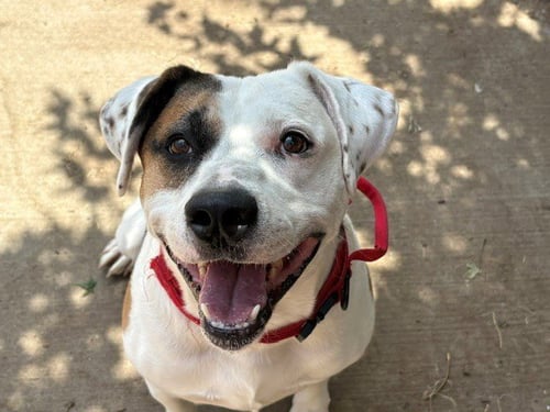 PTERODACTYL - Pit Bull Terrier available for adoption