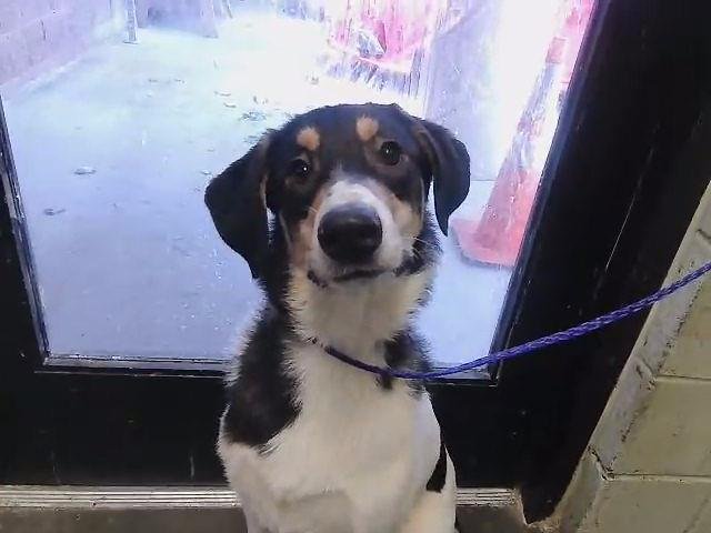 BAILEY Image