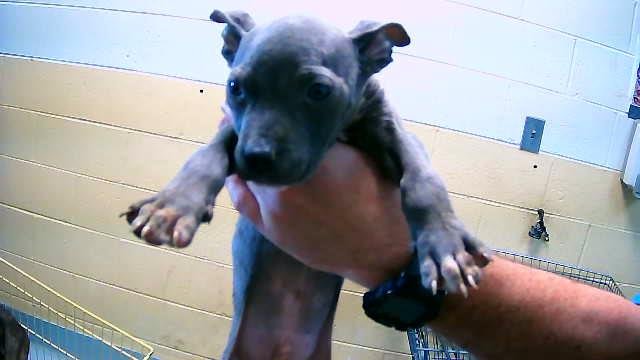 SUPERMAN - Pit Bull Terrier available for adoption