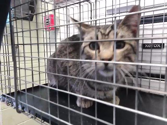 TEREE - Domestic Short Hair available for adoption