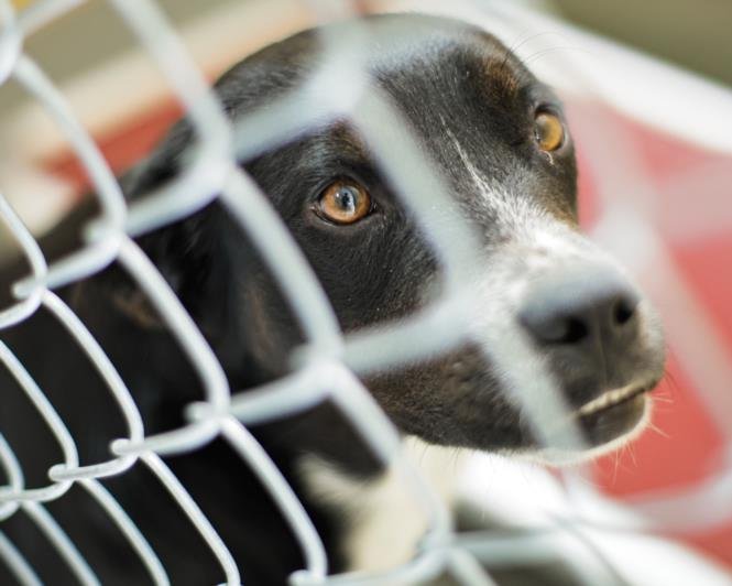 BISCUIT - Pit Bull Terrier available for adoption