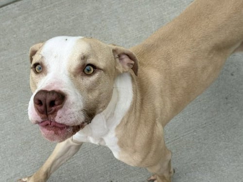 CHIEF - Pit Bull Terrier available for adoption