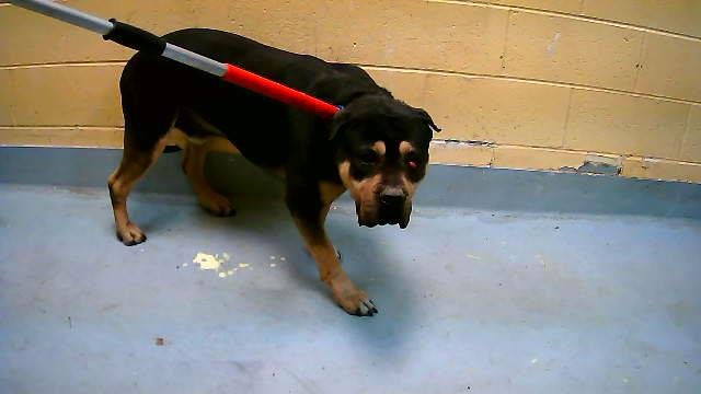 BOSS - Pit Bull Terrier available for adoption