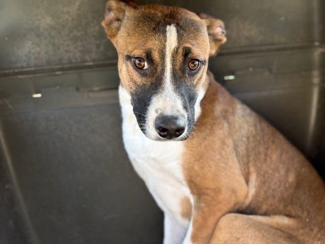 RUTHIE - Pit Bull Terrier available for adoption