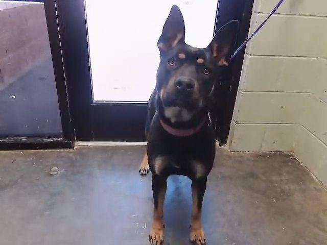 TIKI - German Shepherd Dog / Rottweiler available for adoption