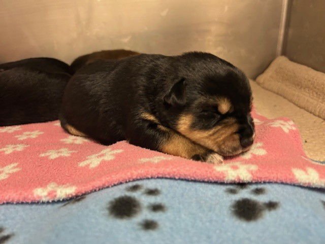 ABERDEEN - Pit Bull Terrier available for adoption