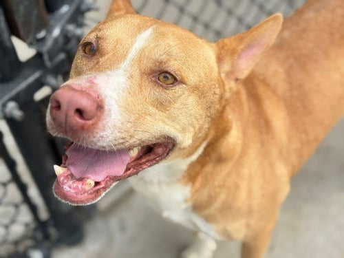 TOM - Australian Kelpie available for adoption