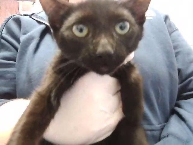 WOODY - Domestic Short Hair available for adoption