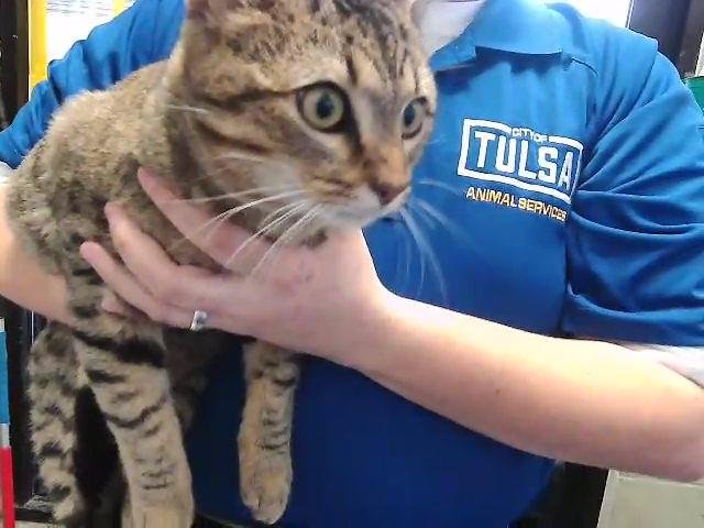 BONIFACE - Domestic Short Hair available for adoption