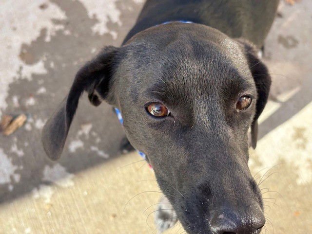 CARMEN - Dachshund available for adoption