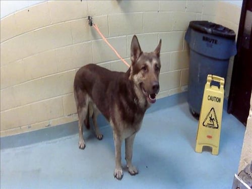 BARON - German Shepherd Dog available for adoption