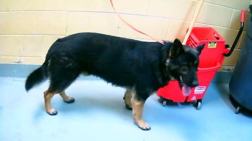 CAIRO - German Shepherd Dog available for adoption