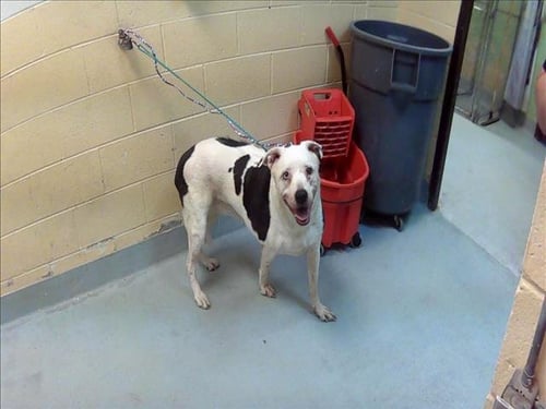 REGINA - Labrador Retriever available for adoption