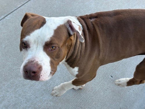 BUDDY - Pit Bull Terrier available for adoption