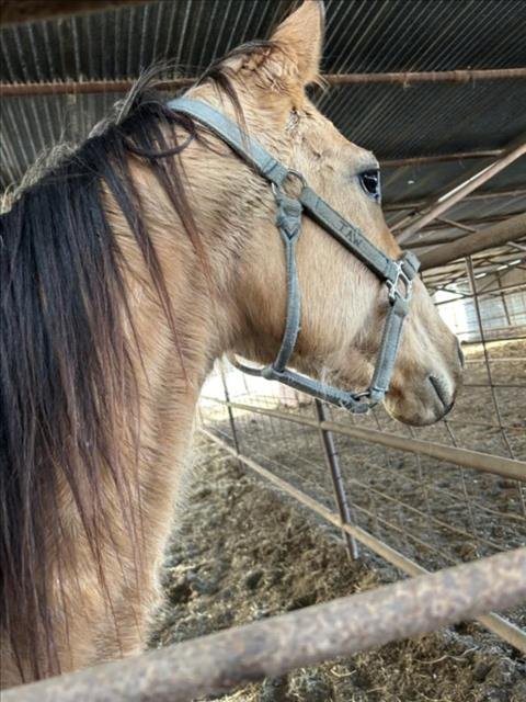 SISSY AKA BIG MOMMA - Horse available for adoption
